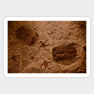 Fossil Sticker